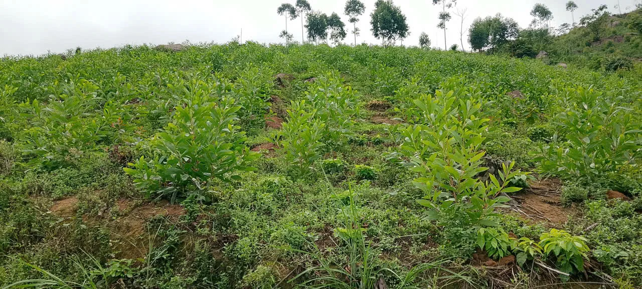 Trồng rừng kinh tế thâm canh gỗ lớn bằng các loài Keo mô